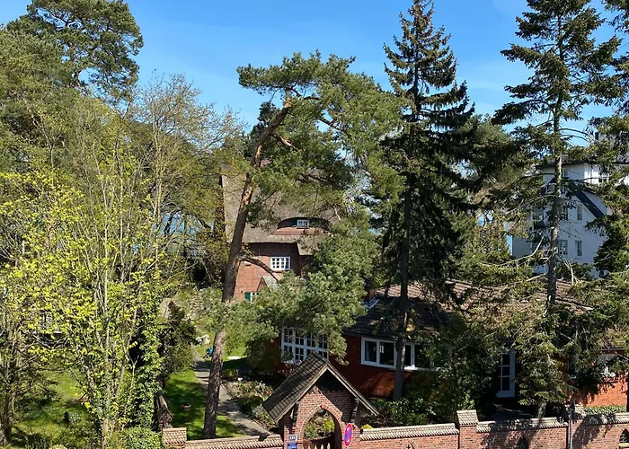 Timmare I Stranddistel